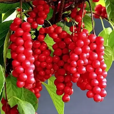 Лимонник САДОВЫЙ 1 китайский  в Волковыске