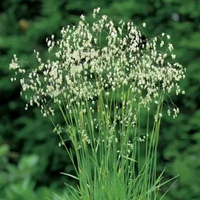 Трясунка средняя в Волковыске