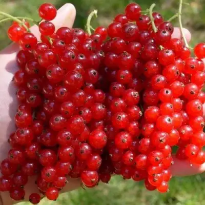 Смородина красная РЕД ПУЛ в Волковыске