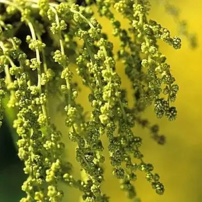 Дуб скальный в Волковыске