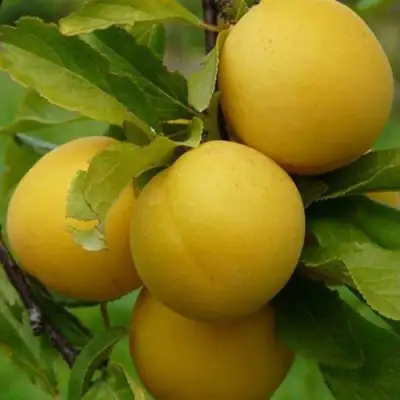 Слива СОЛНЫШКО в Волковыске