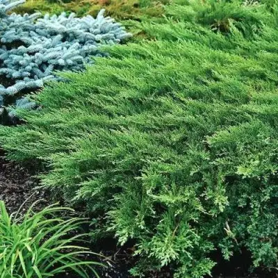 Можжевельник РОКЕРИ ДЖЕМ казацкий  в Волковыске