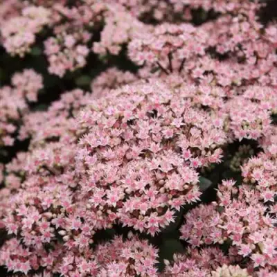 Очиток (седум) МАТРОНА в Волковыске