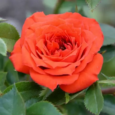 Роза ОРАНЖ ДЖЕВЕЛ миниатюрная в Волковыске