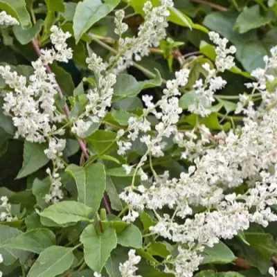 Фаллопия АУБЕРТА в Волковыске