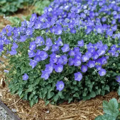 Колокольчик САНТА карпатский в Волковыске