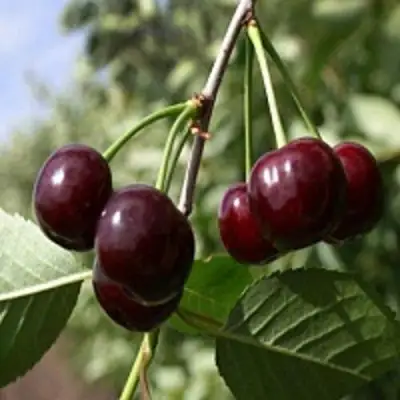 Вишня ВЛАДИМИРСКАЯ в Волковыске