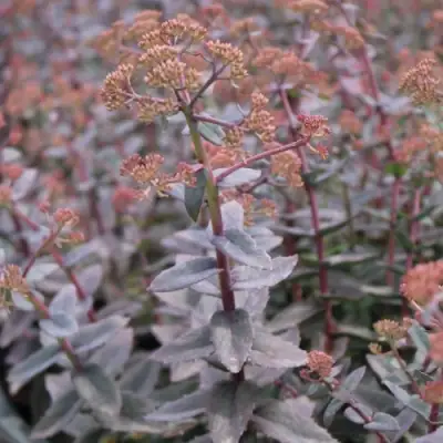 Очиток (седум) РЭЙН КСЕНОКС видный в Волковыске