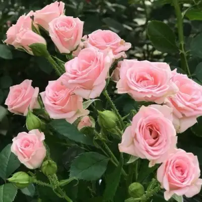 Роза КЛАССИК ЛИДИЯ спрей в Волковыске