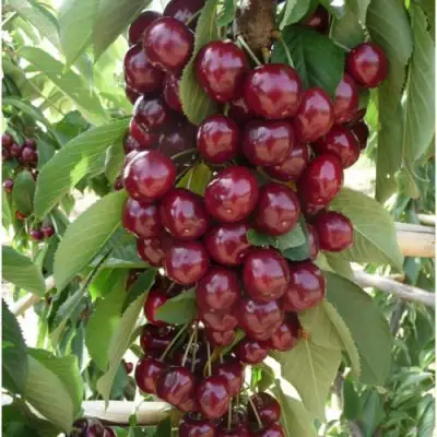 Вишня КОРОЛЕВА колонновидная в Волковыске