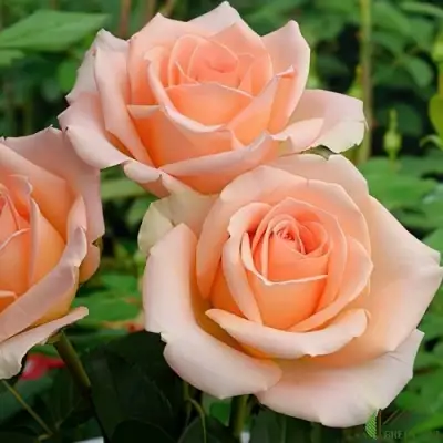 Роза ВЕРСИЛИЯ чайно-гибридная в Волковыске