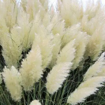 Кортадерия белая (пампасная трава) в Волковыске