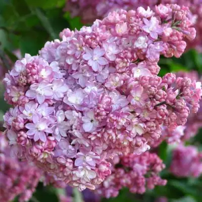 Сирень ПАМЯТЬ О ВЕХОВЕ в Волковыске