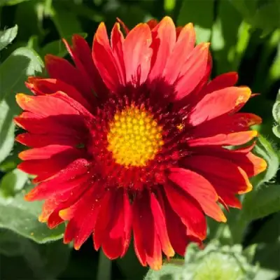 Гайлардия АРИЗОНА РЕД ШЕЙДС в Волковыске