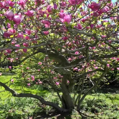 Магнолия СУЛАНЖА в Волковыске