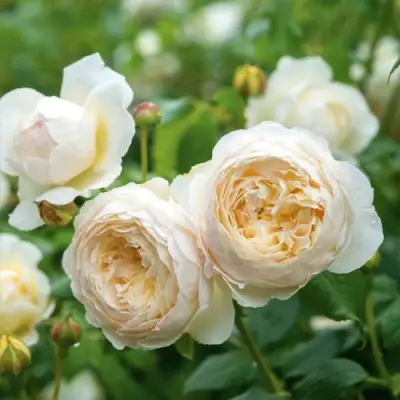 Роза КЛЭР ОСТИН английская в Волковыске