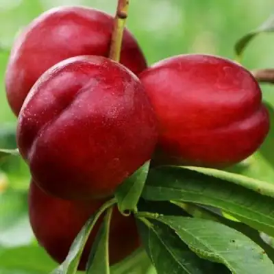 Нектарин КРЫМЧАНИН в Волковыске