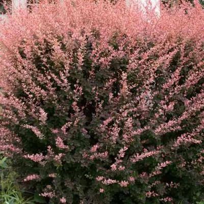 Барбарис РОУЗ ГЛОУ тунберга в Волковыске