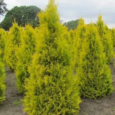 Туя САНКИСТ западная в Волковыске