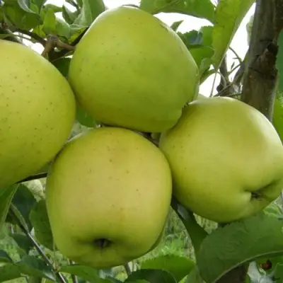 Яблоня КОШТЕЛЯ в Волковыске