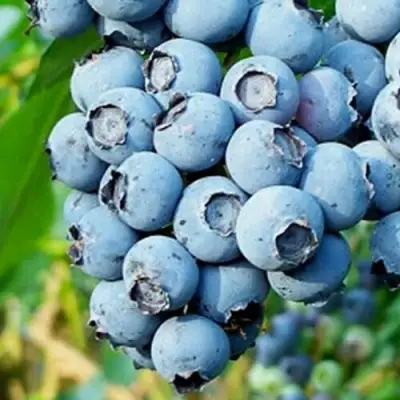 Голубика БРИГИТТА БЛЮ в Волковыске