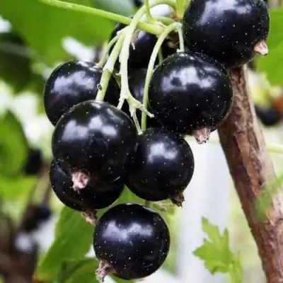 Смородина чёрная ДЕЛИКАТЕСНАЯ в Волковыске