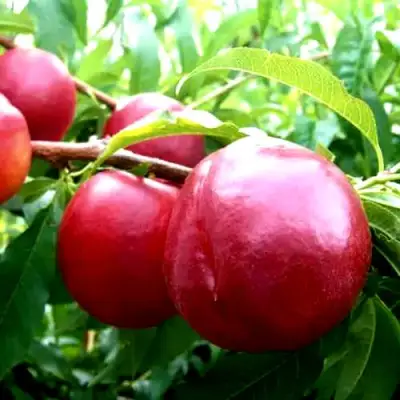 Нектарин ХАРКО в Волковыске