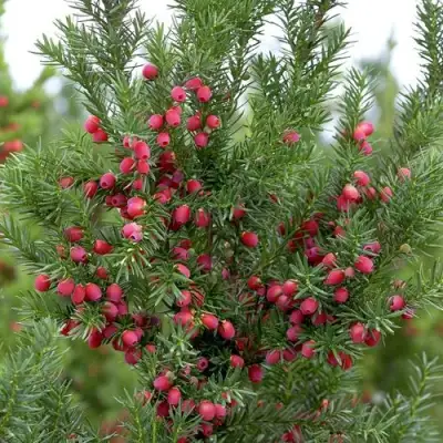 Тис ХИКСИ средний в Волковыске