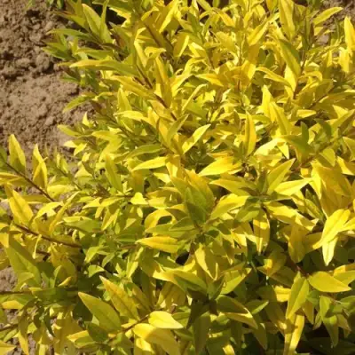 Бирючина АУРЕА обыкновенная в Волковыске