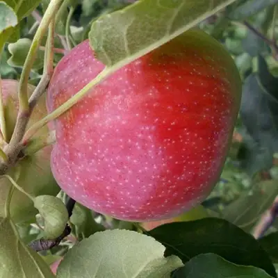 Яблоня АЛЬВА в Волковыске