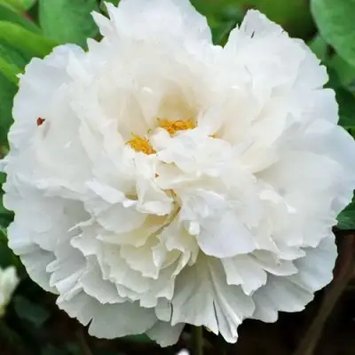 Пион БЕЛЫЙ СНЕГ древовидный в Волковыске