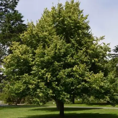 Липа сердцевидная в Волковыске