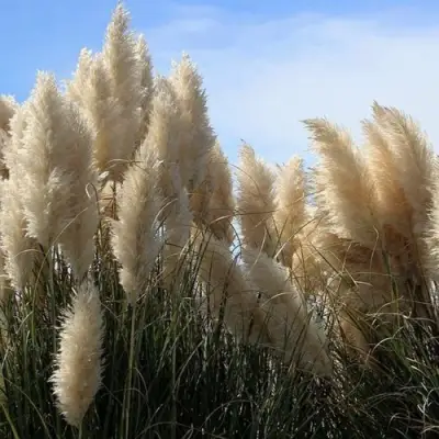 Кортадерия белая (пампасная трава) в Волковыске