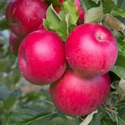 Яблоня РОЖДЕСТВЕНСКОЕ в Волковыске