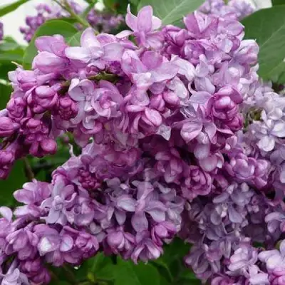 Сирень ГЕНЕРАЛ ПЕРШИНГ в Волковыске