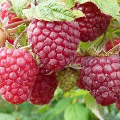 Малина ПОЛЬКА (ПОЛКА) в Волковыске