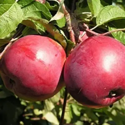 Яблоня ДАРУНАК в Волковыске