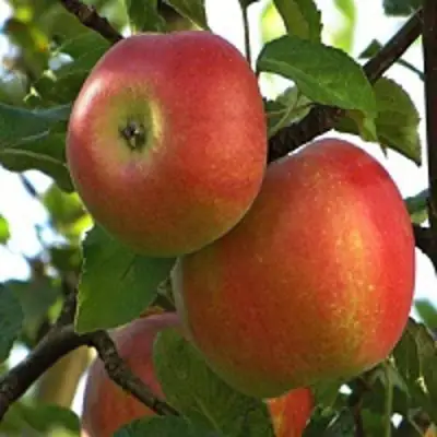 Яблоня ПЕРСИКОВАЯ в Волковыске