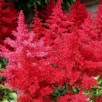 Астильба ЭТНА Арендса в Волковыске