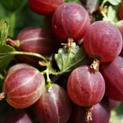 Крыжовник ХИННОМАКИ РОТ в Волковыске