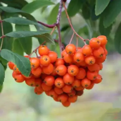 Рябина ВЕФЕД сладкоплодная в Волковыске