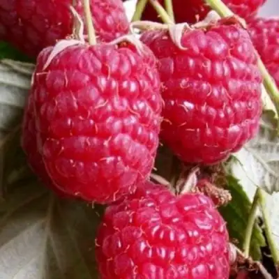 Малина ГЕРАКЛ в Волковыске