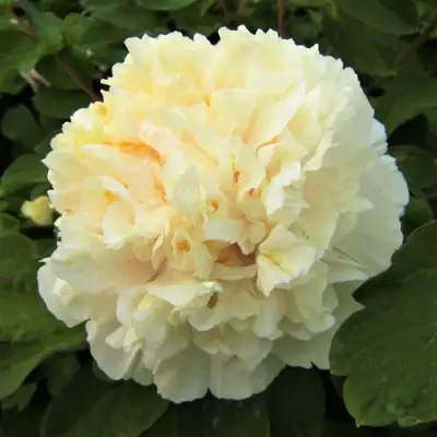 Пион НЕЖНЫЙ ГОЛОС древовидный в Волковыске