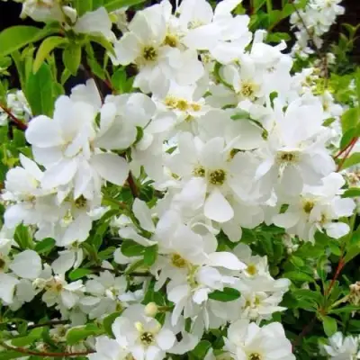 Экзохорда ЗЕ БРАЙД в Волковыске