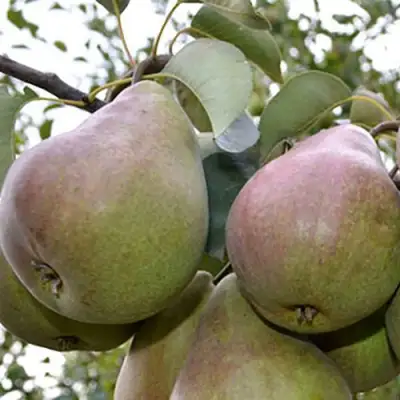 Груша БРЯНСКАЯ КРАСАВИЦА в Волковыске