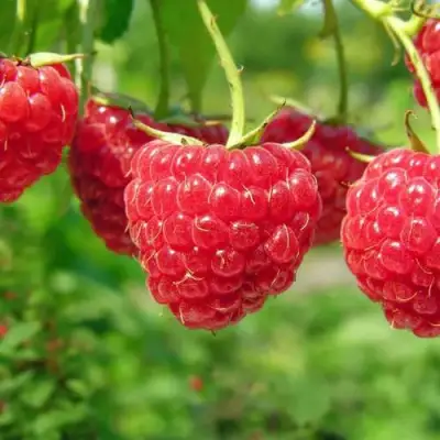 Малина ПРОСТО ПРЕЛЕСТЬ (СТОЛЕШНИК) в Волковыске