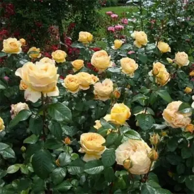 Роза КЕНДЛАЙТ чайно-гибридная в Волковыске