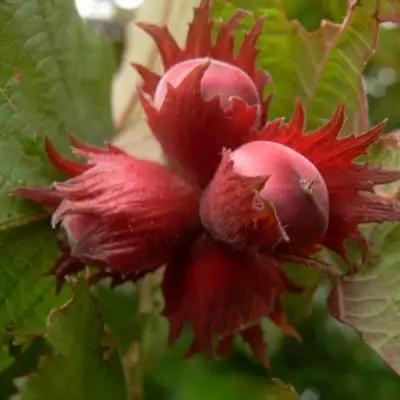 Фундук МОСКОВСКИЙ РУБИН в Волковыске