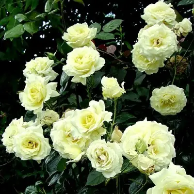 Роза ЭЛЬФ плетистая в Волковыске