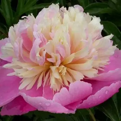 Пион ВЕСЕННЯЯ ПАЛИТРА травянистый в Волковыске